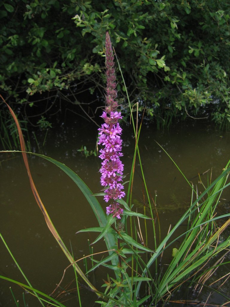 Lythrum salicaria